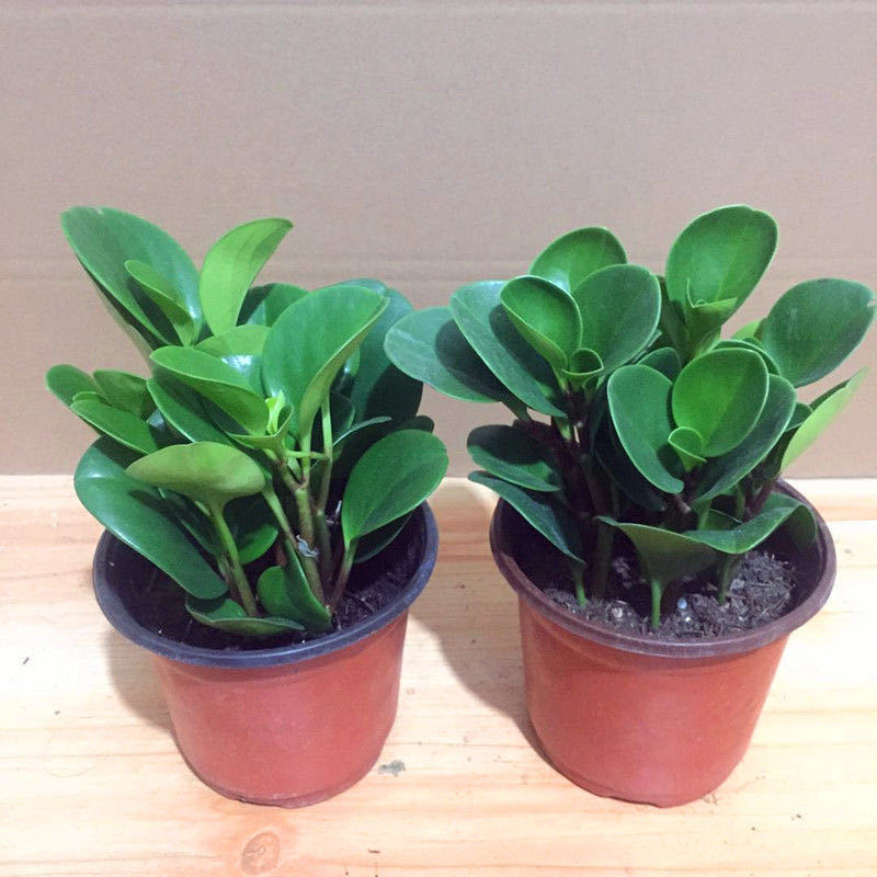 【京喜推荐】豆瓣绿盆栽吸烟鬼青叶碧玉盆栽净化空气室内花卉绿植吸