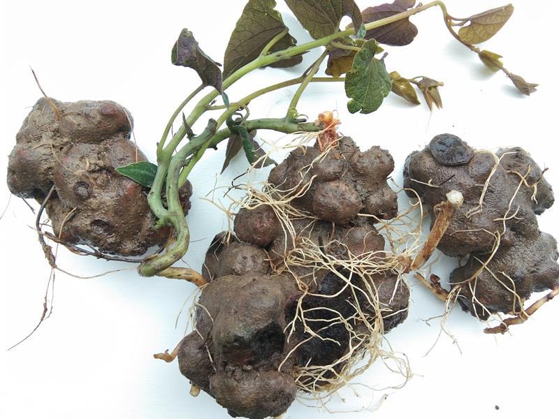伟博贵州特产新鲜朱砂莲背蛇生500g 药材辟虺雷躲蛇生避蛇生