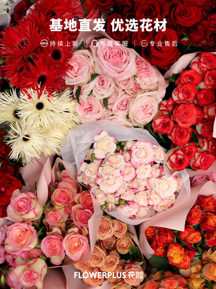 【基地直发】FlowerPlus花加单品鲜花云南昆明花束精致桌面瓶插花摆件鲜切花（下单后7天内发货） 六出花10枝，颜色随机
