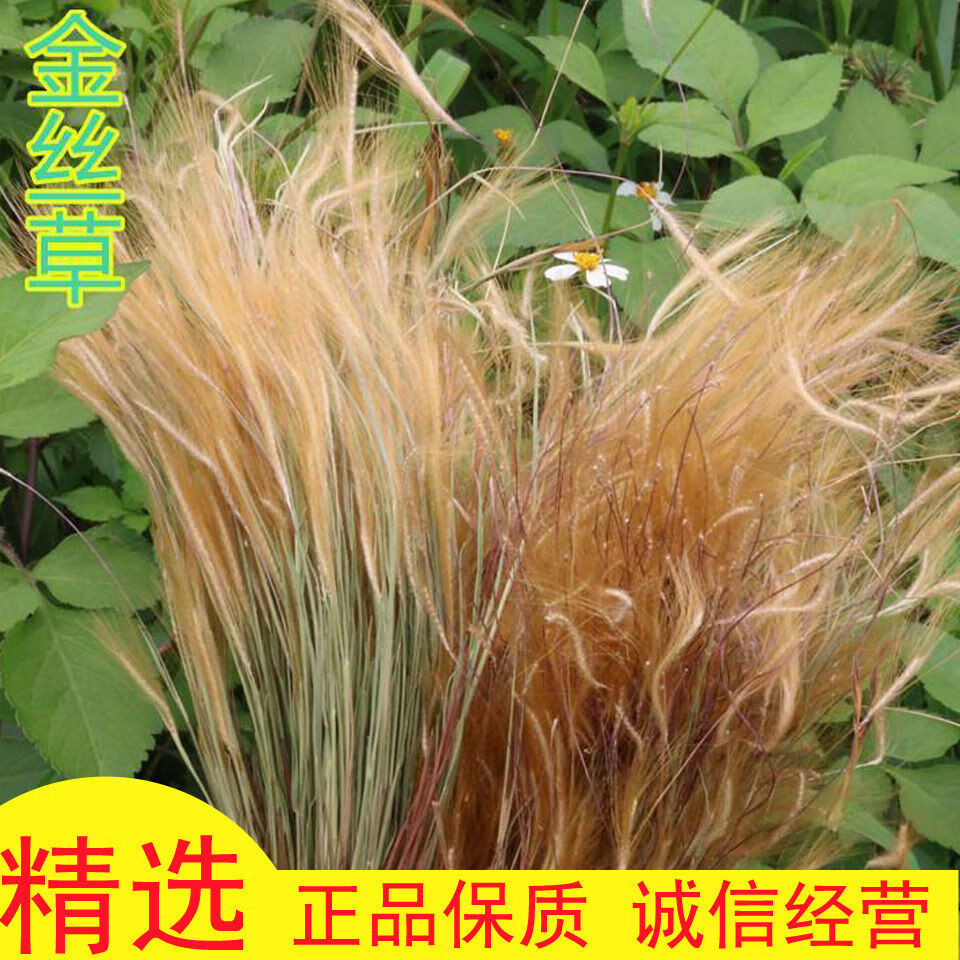 广西野生草药金丝草新货牛尾草250g猫毛草黄毛草中药材猫仔草 500g