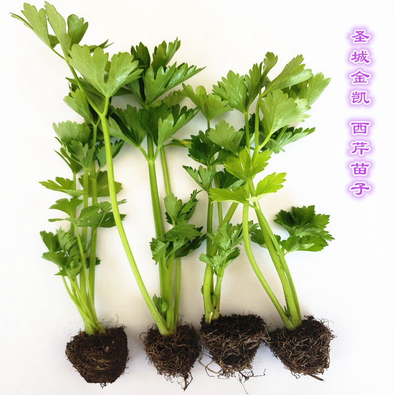 芹菜苗小香芹实心西芹四季盆栽种植蔬菜苗新鲜欧芹根栽培植物西芹苗10