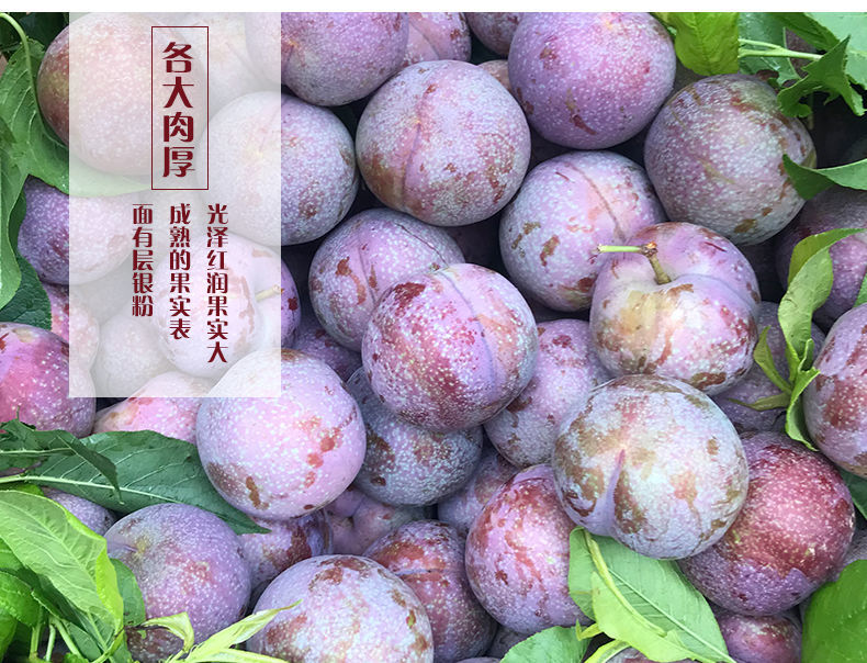 正宗广东茂名钱排三华李子芙蓉李红心李孕妇新鲜 5斤大果装(65-74个
