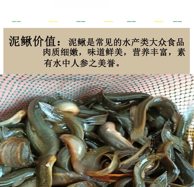 老泥鳅大小淡水活鱼大板鳅活体鱼青鳅鱼现杀滋补炖汤水族饲料龟粮2斤