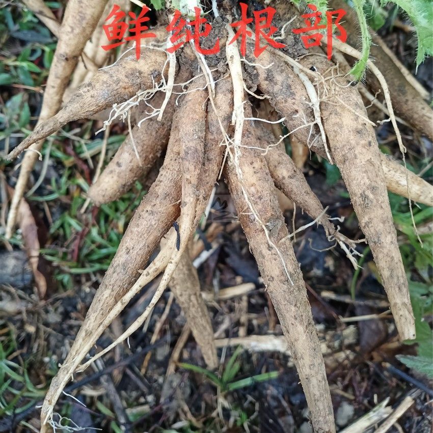 新鲜大蓟根刺萝卜大刺盖刺儿菜纯根部整棵带叶子干品大蓟干纯叶子