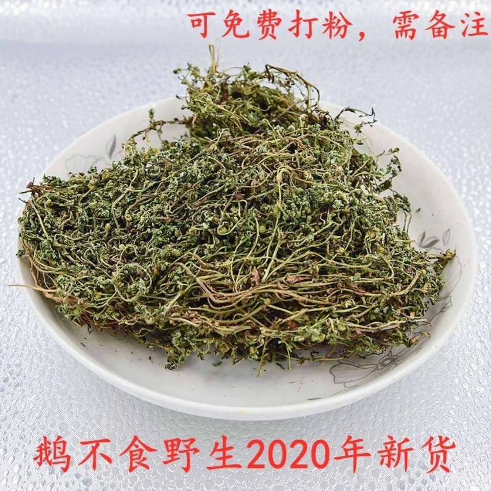 伟博中药材鹅不食草野生新鲜鹅不食草干100g克鹅不食草粉饿不食草 鹅