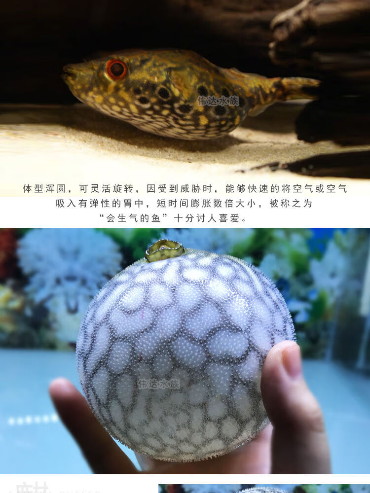 荣郁麒麟狗头鱼活体淡水观赏鱼凶猛狗头活体可爱气泡鱼麒麟狗头810cm