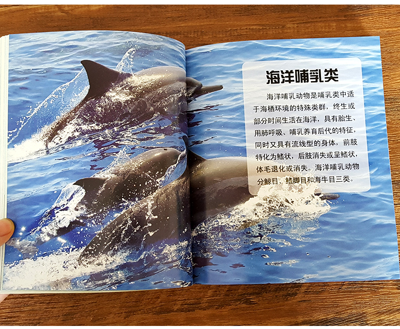 海洋生物百科全书幼儿海洋动物书海底世界儿童绘本大海里的动物海底之