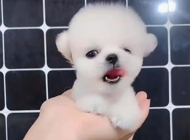 30天健康保障纯种博美幼犬茶杯犬可爱长不大网红狗小型犬俊介犬博美犬