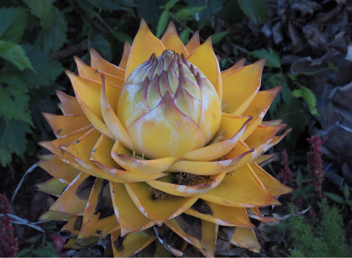 地涌金莲千瓣莲花芭蕉树佛花别墅庭院吉祥鲜花盆栽云南花卉绿植 直径