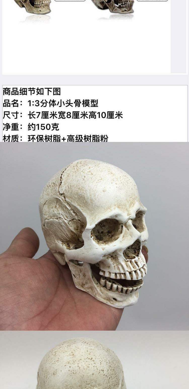 头骨模型1:2仿真骷髅头模型肌肉迷你素描艺考美院教学美术参考1:1头骨