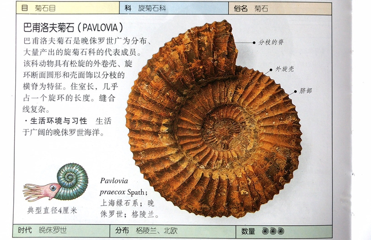 生物化石标本天然头足软体动物巴甫洛夫菊石化石原石4厘米左右古生物