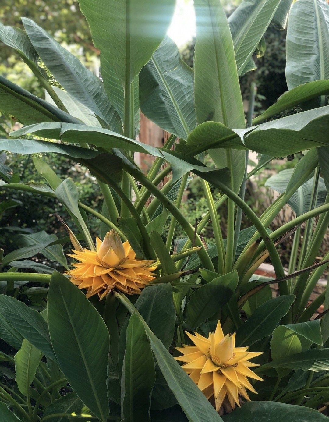 地涌金莲千瓣莲花芭蕉树佛花别墅庭院吉祥鲜花盆栽云南花卉绿植 直径