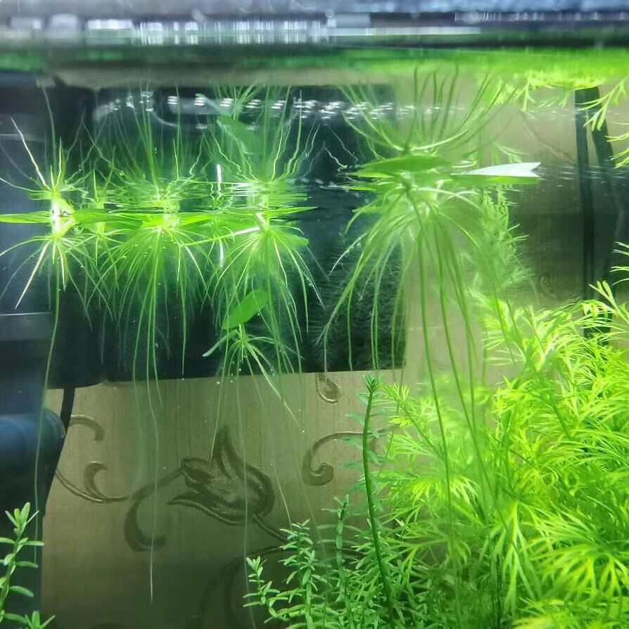 浮萍水草一叶莲水葫芦养龟鱼缸水芙蓉水面漂浮水生植物净化水质 大唐