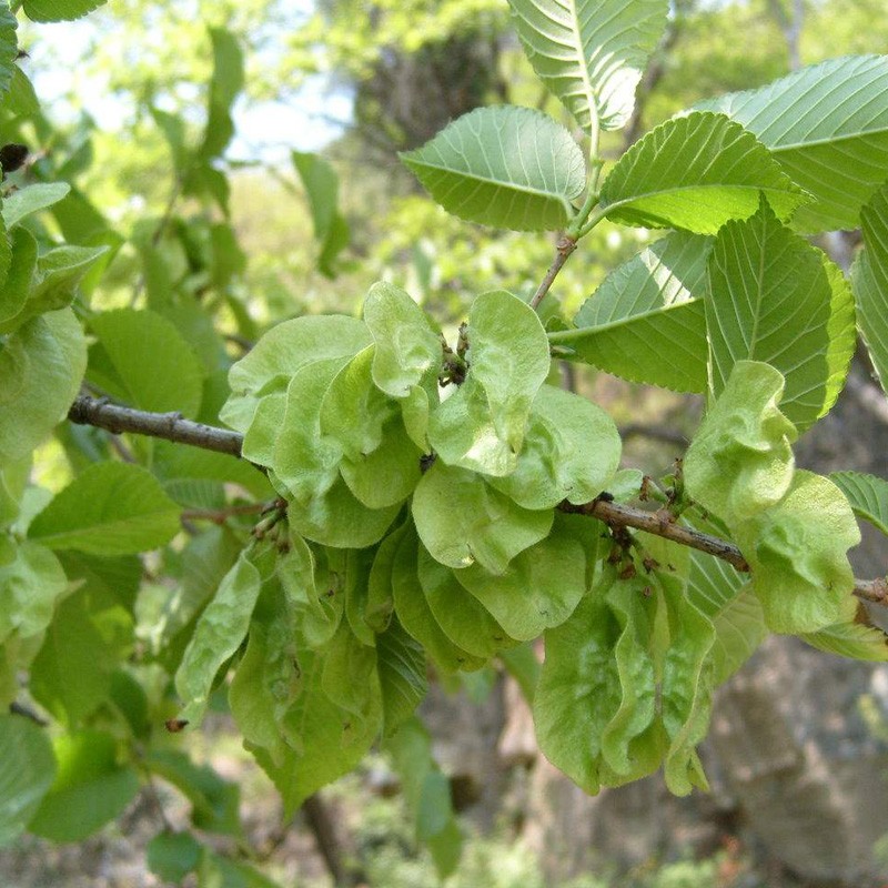 绿化苗木榆树苗榆树小苗食用榆树白榆家榆钱树树榆树树苗金叶榆树苗