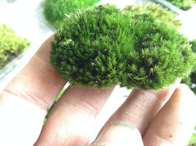 多瑙梦新鲜活青苔藓微景观水陆雨林缸假山小品作创意迷你植物防辐射