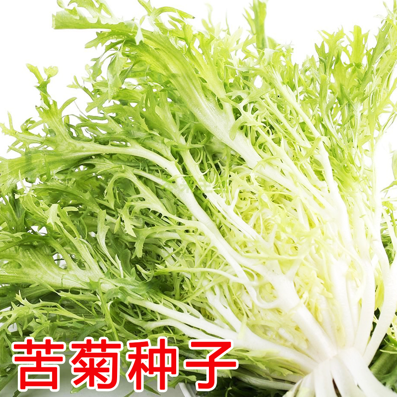 细叶苦菊种子苦苣菜种籽生菜种孑秋冬四季农家苦菊菜蔬菜种子苦苣家庭