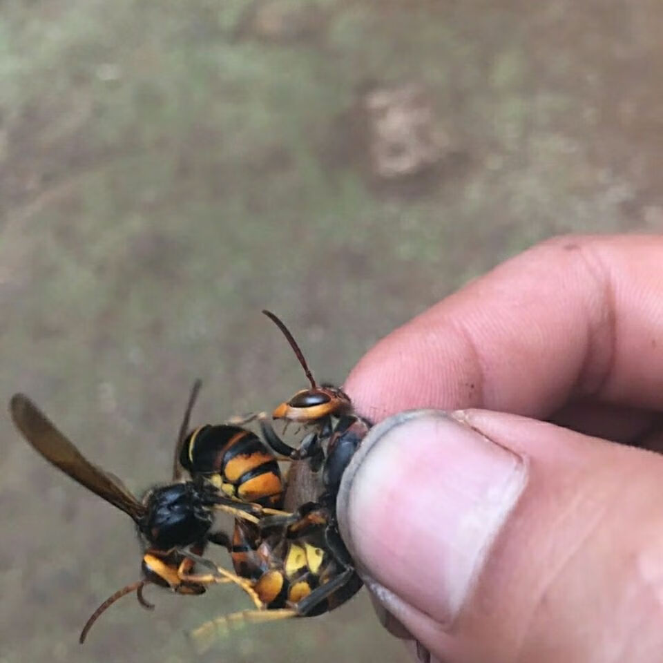 胡蜂七里王黄脚黑盾红娘黄脚蜂王【嘉万滋补品 蜂王筑巢箱10个