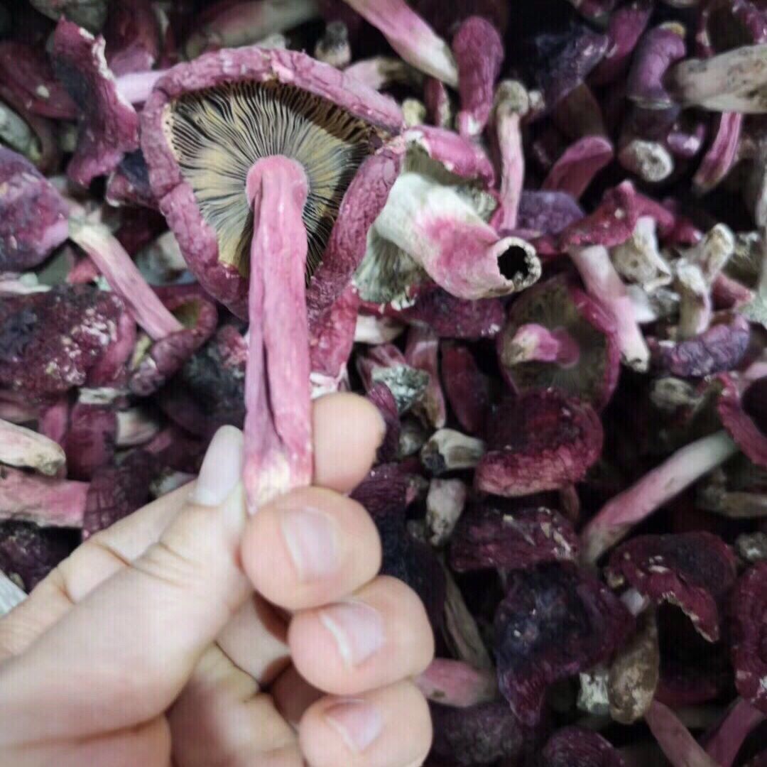 红菇野生红蘑菇月子菇干货红菌干货福建武夷山野生正红菇干品 野生