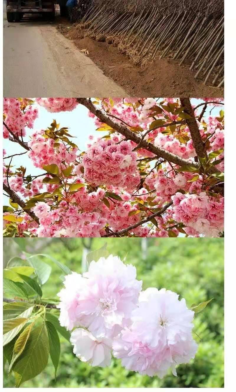 树苗日本樱花苗嫁接早樱晚樱樱花小苗庭院树苗绿化苗木樱桃 广岛恋人