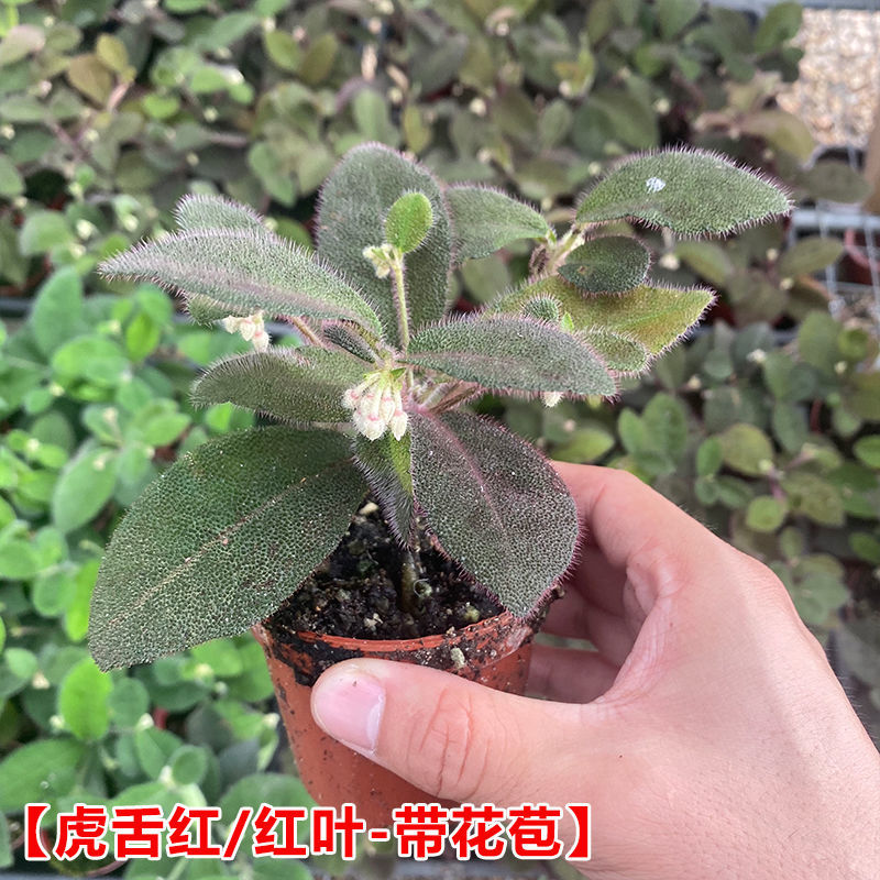 涞思芊轻奢芊阙虎舌红带果办公室观赏室内小盆栽植物花卉耐阴植物绿植