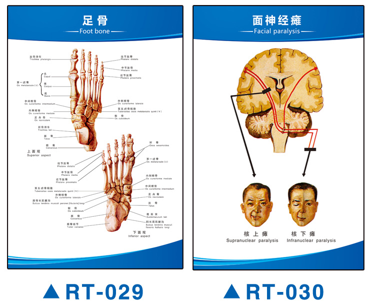 人体解剖图结构示意图内脏器官喉部解剖图医院耳鼻喉解剖图挂图rt003