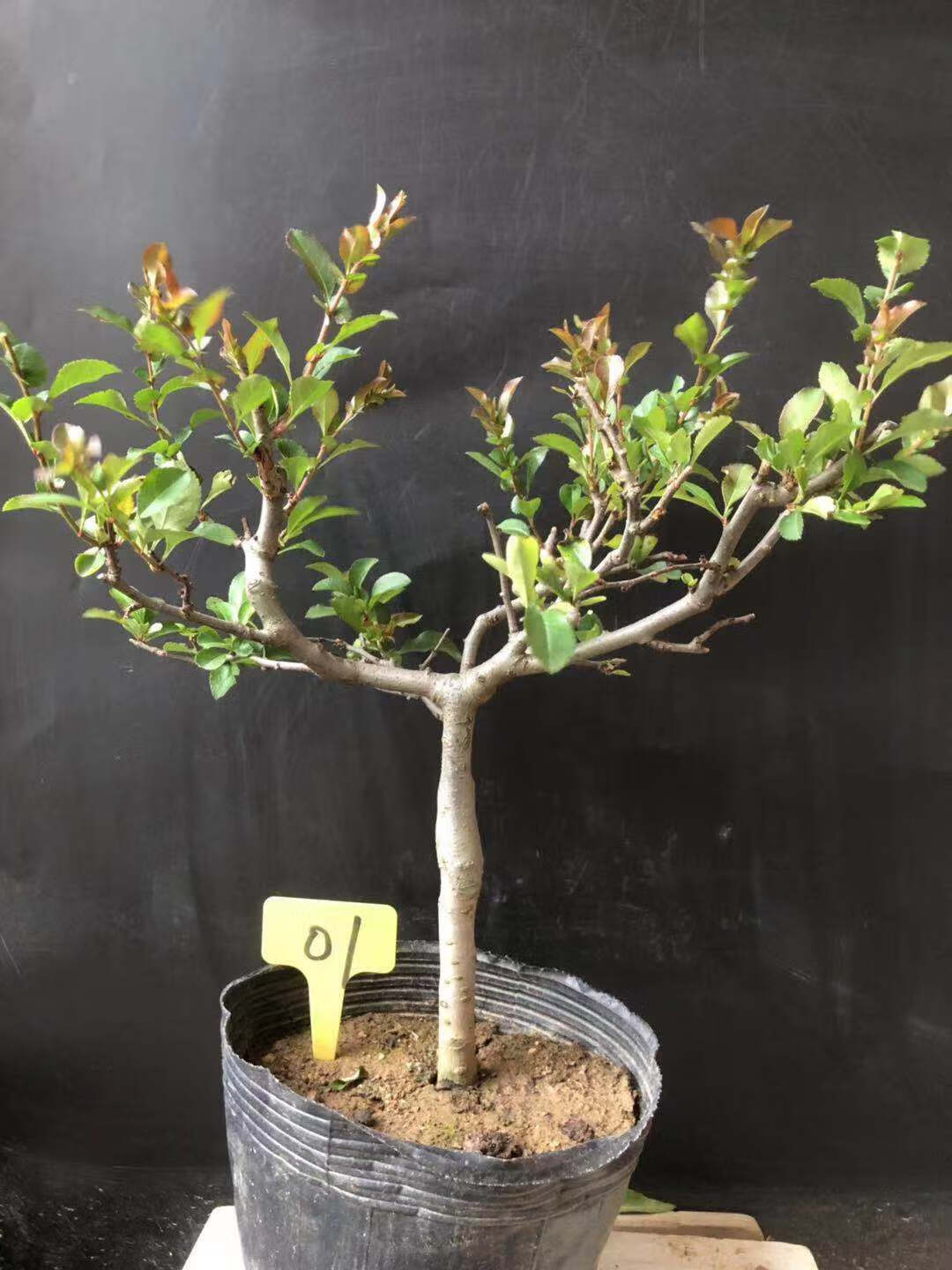 麦桑荷长寿冠海棠盆栽四季海棠花日本海棠盆景室内室外花卉绿植四季