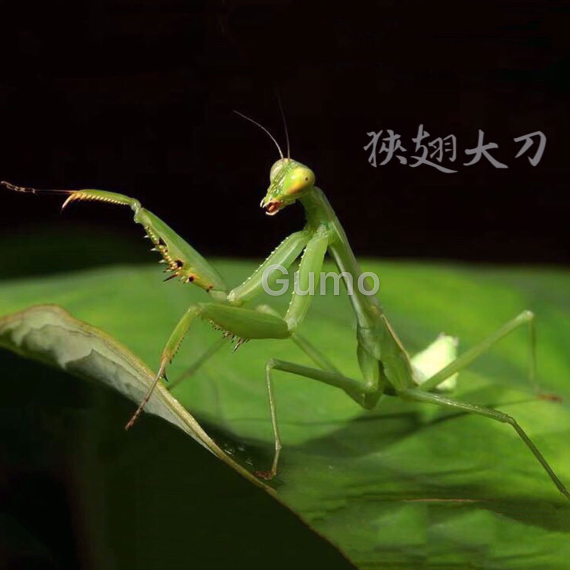 伟博爬虫幽灵螳螂大刀螳狭翅兰花螳螂眼斑刺花广斧螳孔雀螳螂嘉万滋补