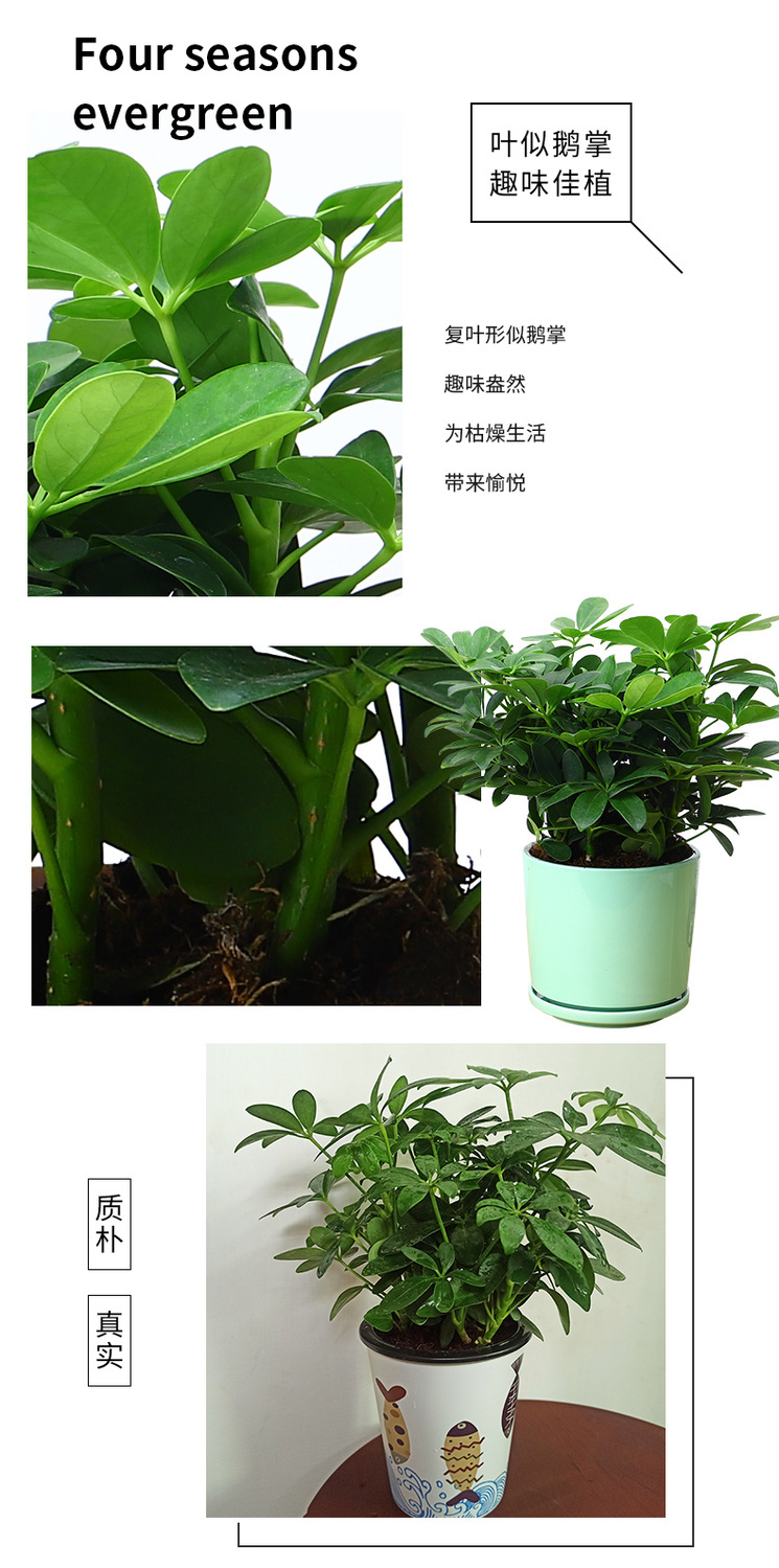 鸭脚木盆栽植物室内八方来财绿植盆栽客厅七叶莲招财树发财树盆景