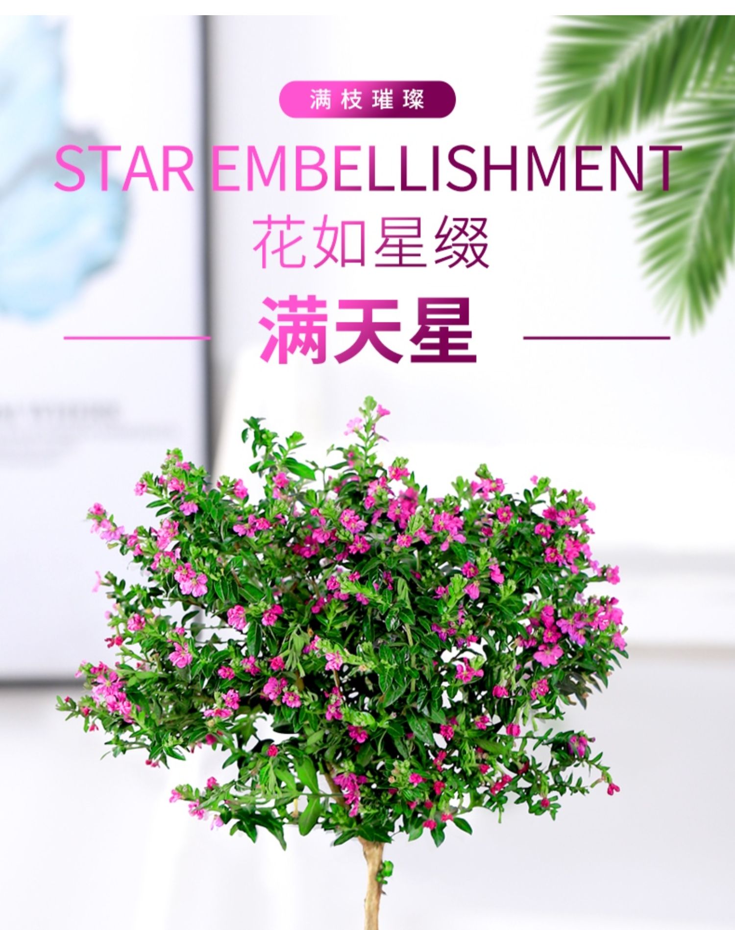 满天星盆栽花卉植物室内花办公阳台鲜花老桩造型四季开花好养易活 (2