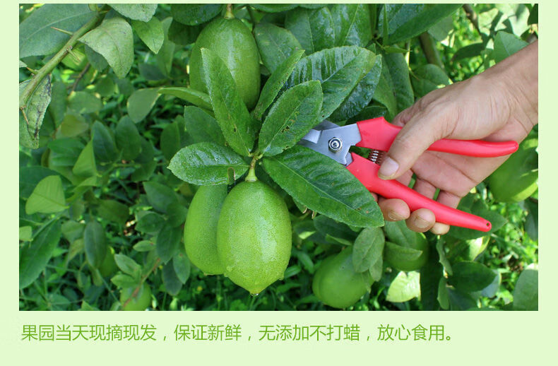 2021海南香水柠檬无籽柠檬新鲜四季水果绿青柠顺丰 2斤装 好吃