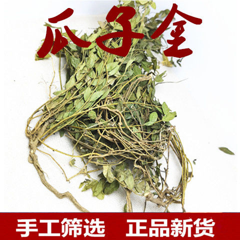 伟博中药材瓜子金 瓜子金草 瓜子草 挂米草 辰砂草