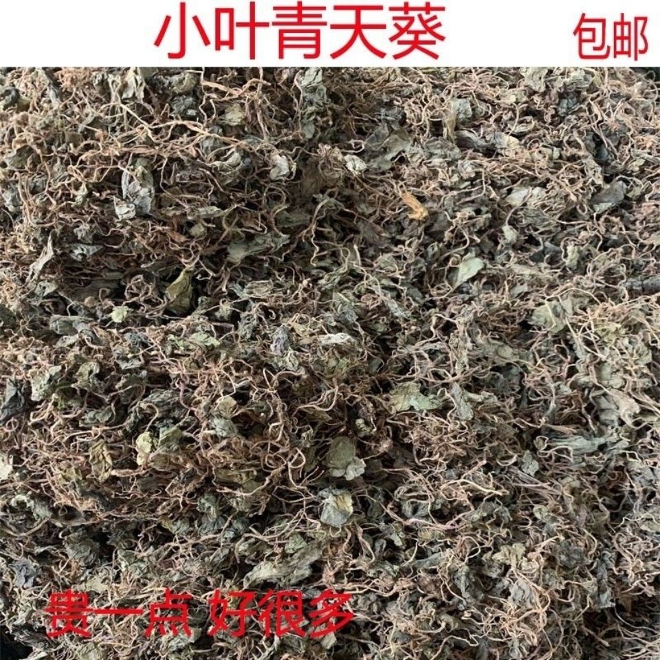 伟博小叶青天葵中药材野生独脚天揆珍珠叶半边伞坠千斤新款500克正品