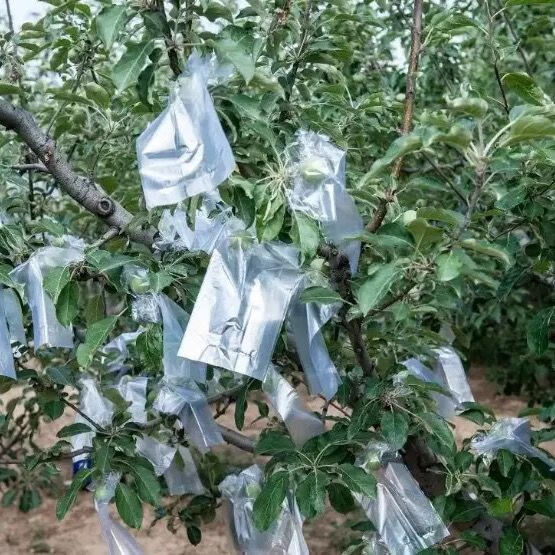 苹果套袋机全自动苹果塑膜袋水果套袋苹果套袋机器苹果套袋机注意套袋