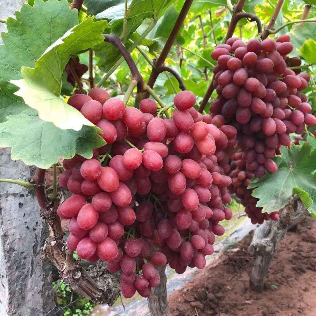 新鲜无籽红提克伦生葡萄应季水果脆甜多汁 3斤装 精品脆