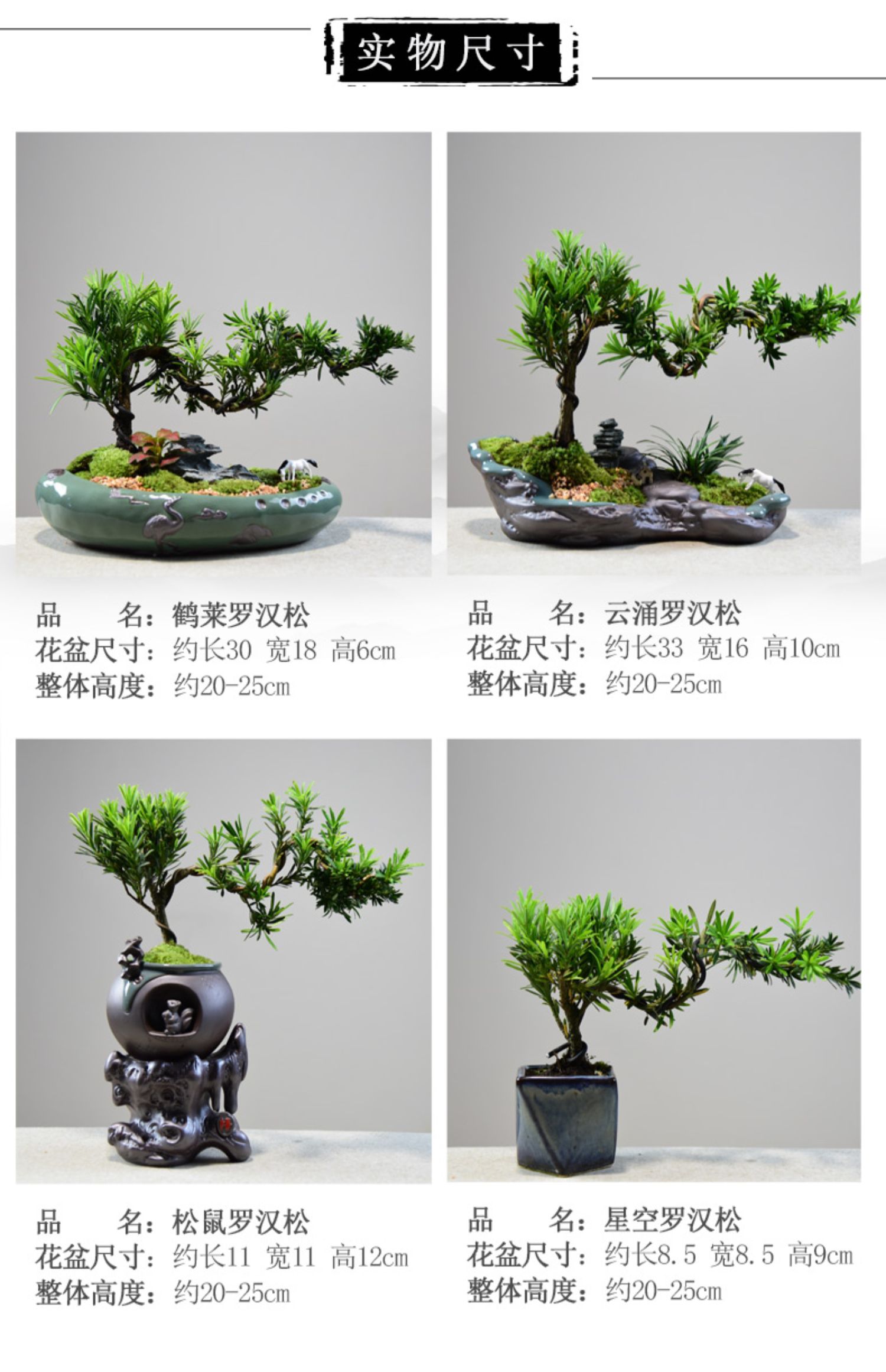 罗汉松盆景植物造型树老桩绿植室内悬崖式四季常青客厅好养小盆栽