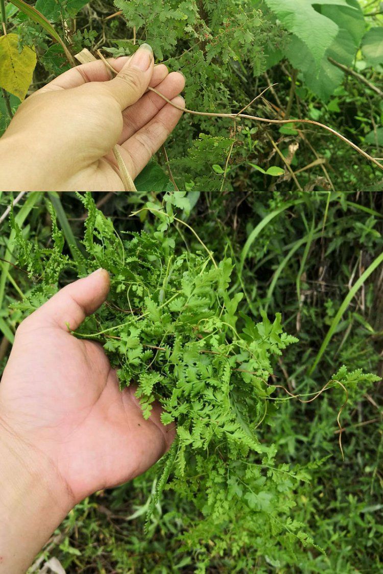 伟博海金沙新鲜海金沙草500克中草药罗网藤左转转藤现摘现发海金沙