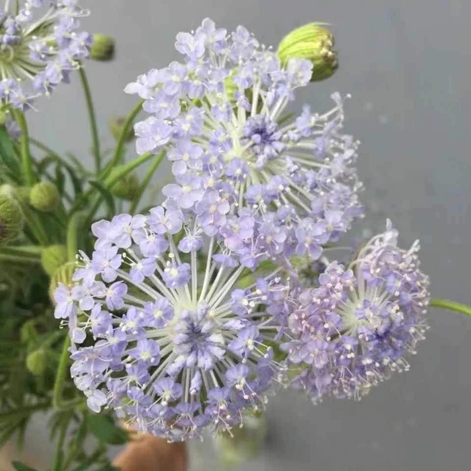 鲜花云南基地直发翠珠花束居家办公装饰素雅桌花小清新1415枝紫色