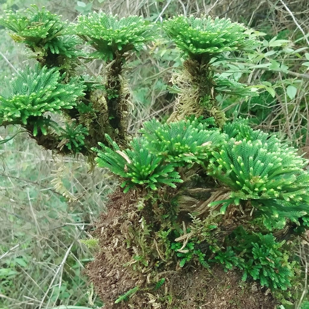 野生还魂草卷柏绿色盆栽微型迷你盆景创意绿植花卉百日晒假山造景 1窝