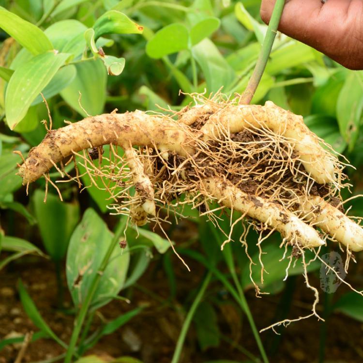 伏牛山野生玉竹新鲜玉竹玉竹参干玉竹茶农家自晒无硫 新鲜玉竹1000克