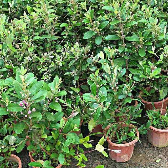 新鲜山捻子桃金娘盆栽稔子树木观叶观花植物盆景易种植成活花灌木
