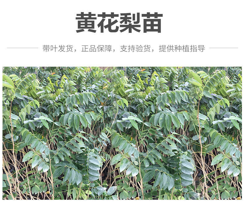 名贵苗木正宗海南沉香树苗降香黄花梨树苗金丝楠木盆栽地栽绿化苗