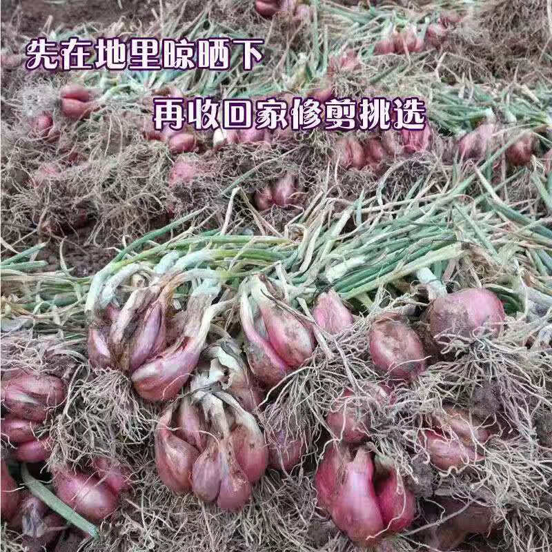 四川农家自种小红葱火葱头红葱头四季葱小香葱盆栽蔬菜可熬制葱油