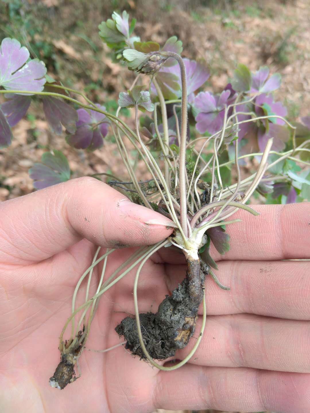 天葵子千年老鼠屎新鲜现采的全株野生紫背天葵带叶子500g株野鲜货整株