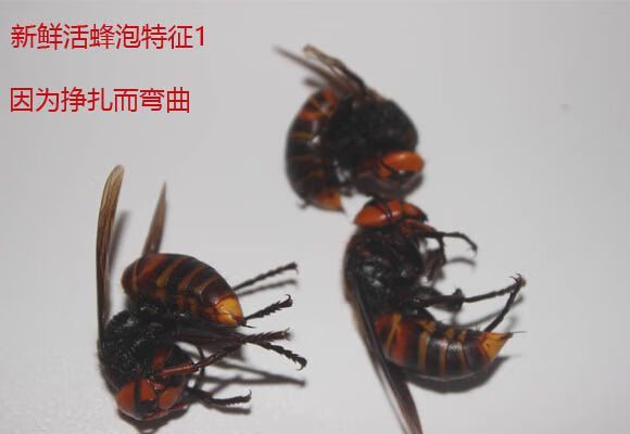 伟博新鲜活蜂金环大虎头蜂马蜂胜黑尾马蜂金盾胡蜂黄蜂100 买2斤虎头