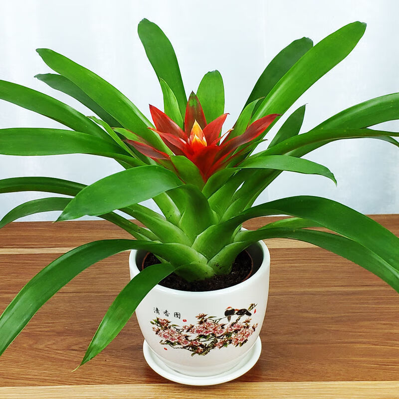 精品绿植鸿运当头盆栽室内客厅阳台花卉凤梨花植物盆景开花水培绿植带