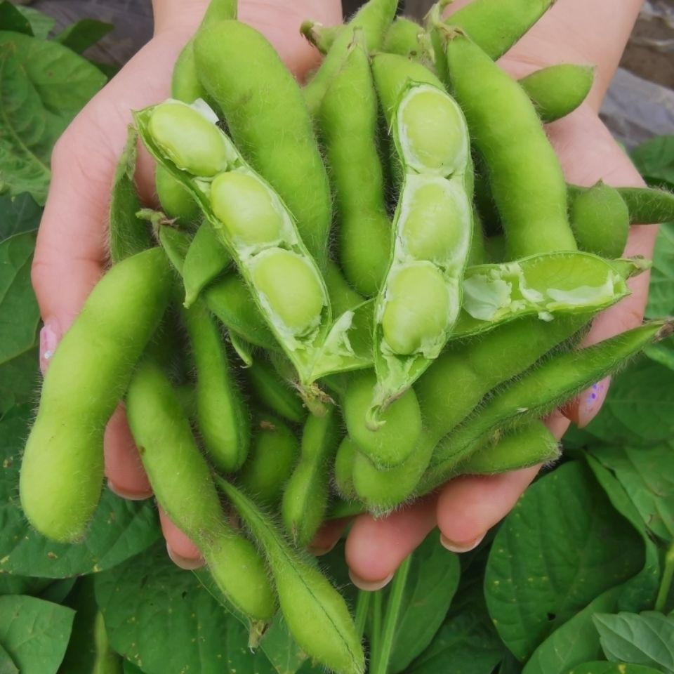 四川新鲜毛豆农家蔬菜现摘新鲜毛豆荚带壳青豆绿豆荚大豆毛豆3斤装