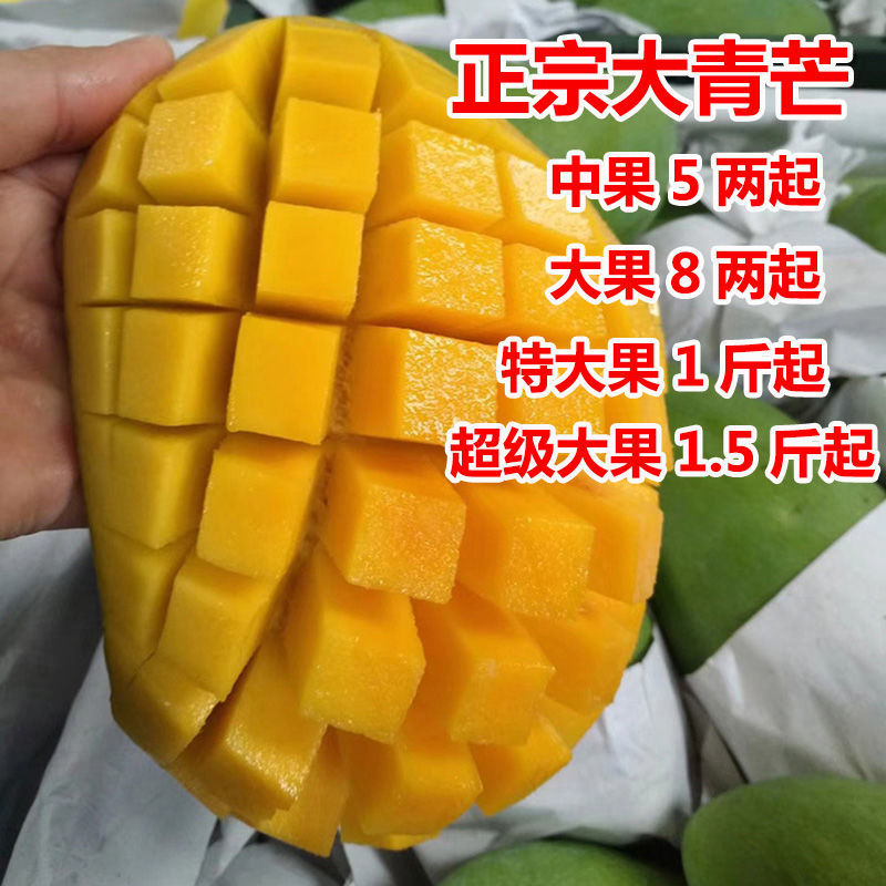 广西新鲜当季大青芒10斤水果青芒果 【特大果】 吃货推荐 净重3斤