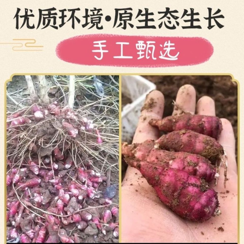 伟博胰岛果干鲜果现挖纯红果菊芋可做胰岛果茶胰岛果迷你小果14公分长