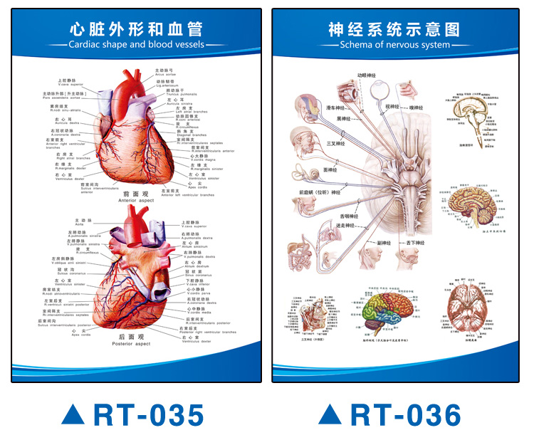 人体血管示意图解剖图循环器官内脏结构图全身图图解海报挂画全身器官