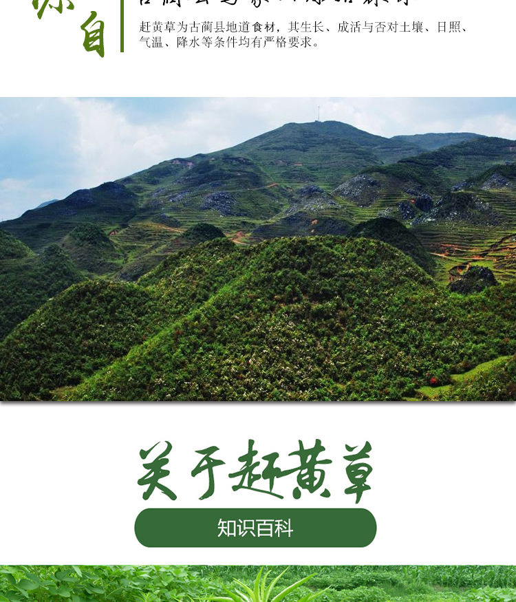 伟博赶黄草正宗四川古蔺赶黄草茶养生茶肝茶赶黄草1罐叶100克1罐纯